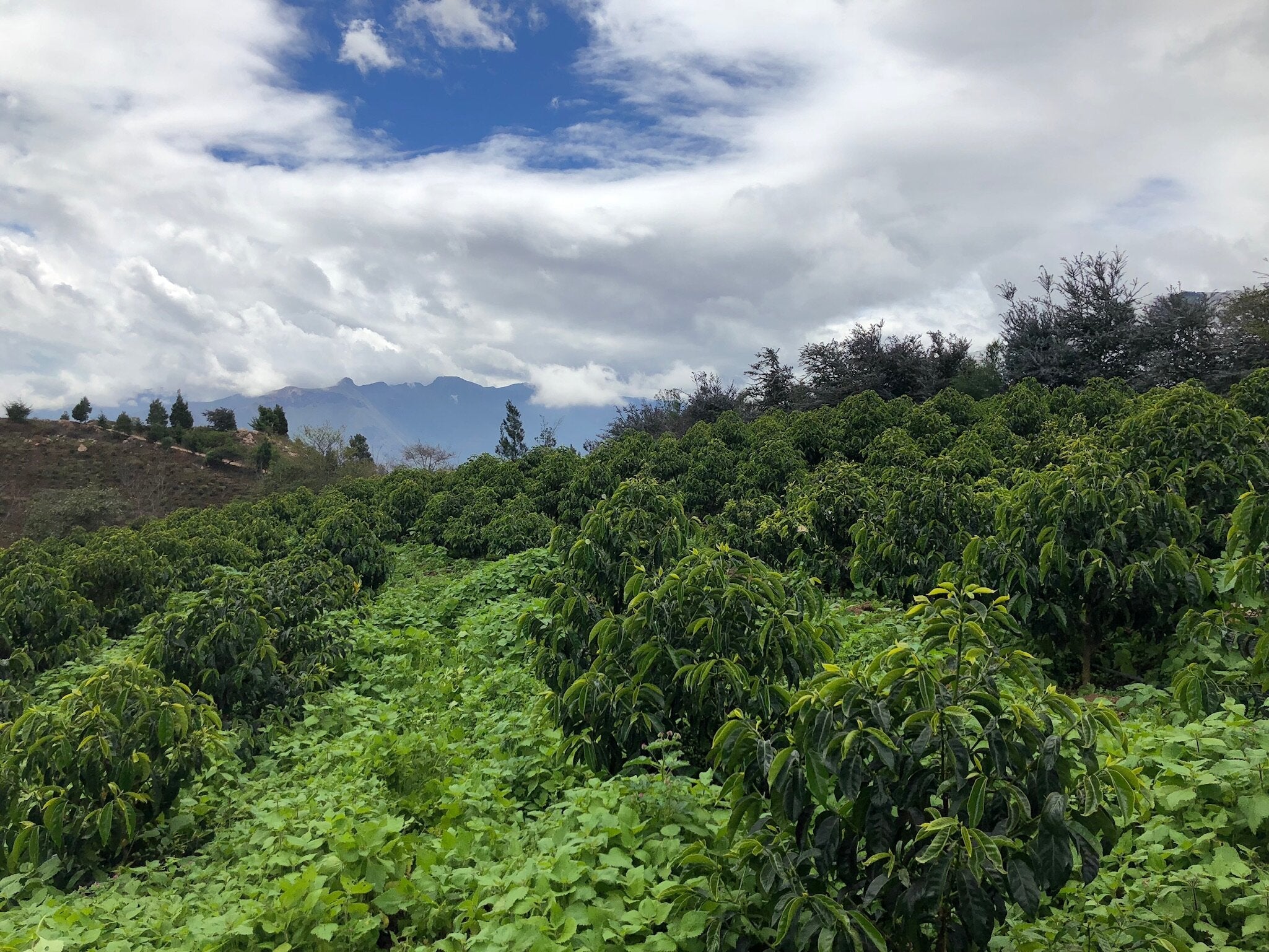 One Coffee, Two Processes: Our Second Release from Ecuador