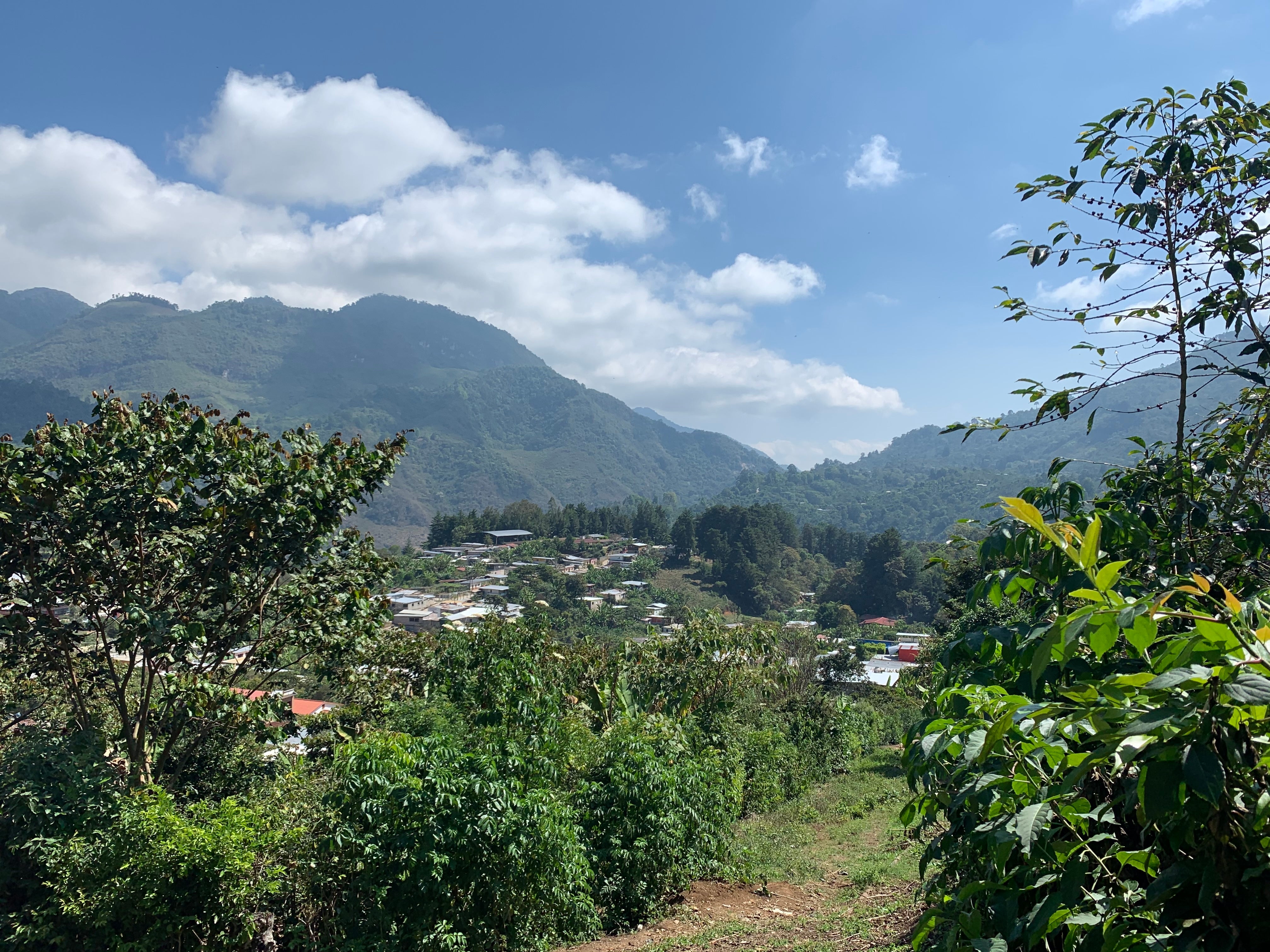 Challenges and Opportunities for Bella Vista, Mayan Harvest, and the Mexican Coffee Industry