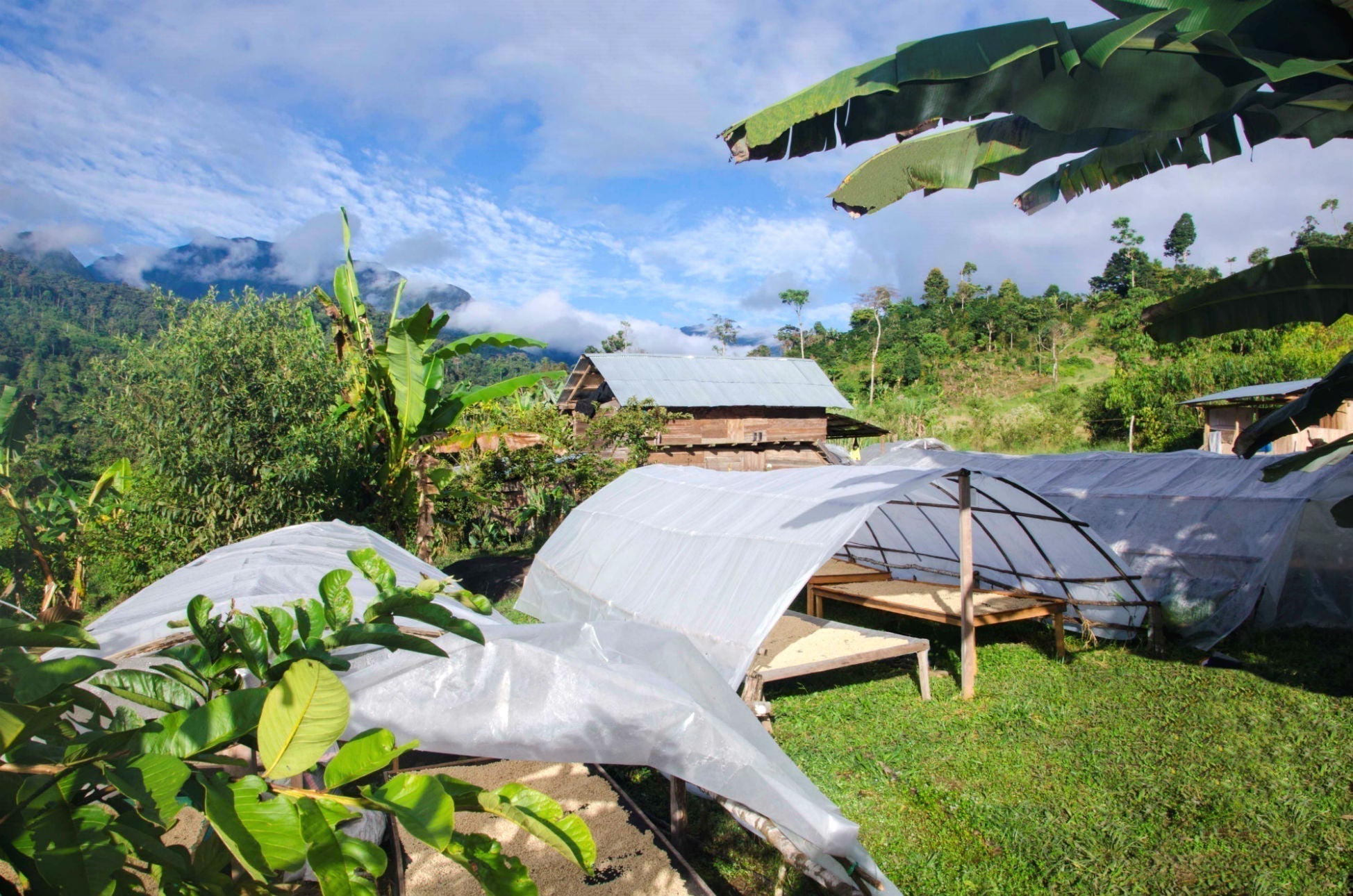 Finca Tasta's Tastiest Washed Coffee Yet