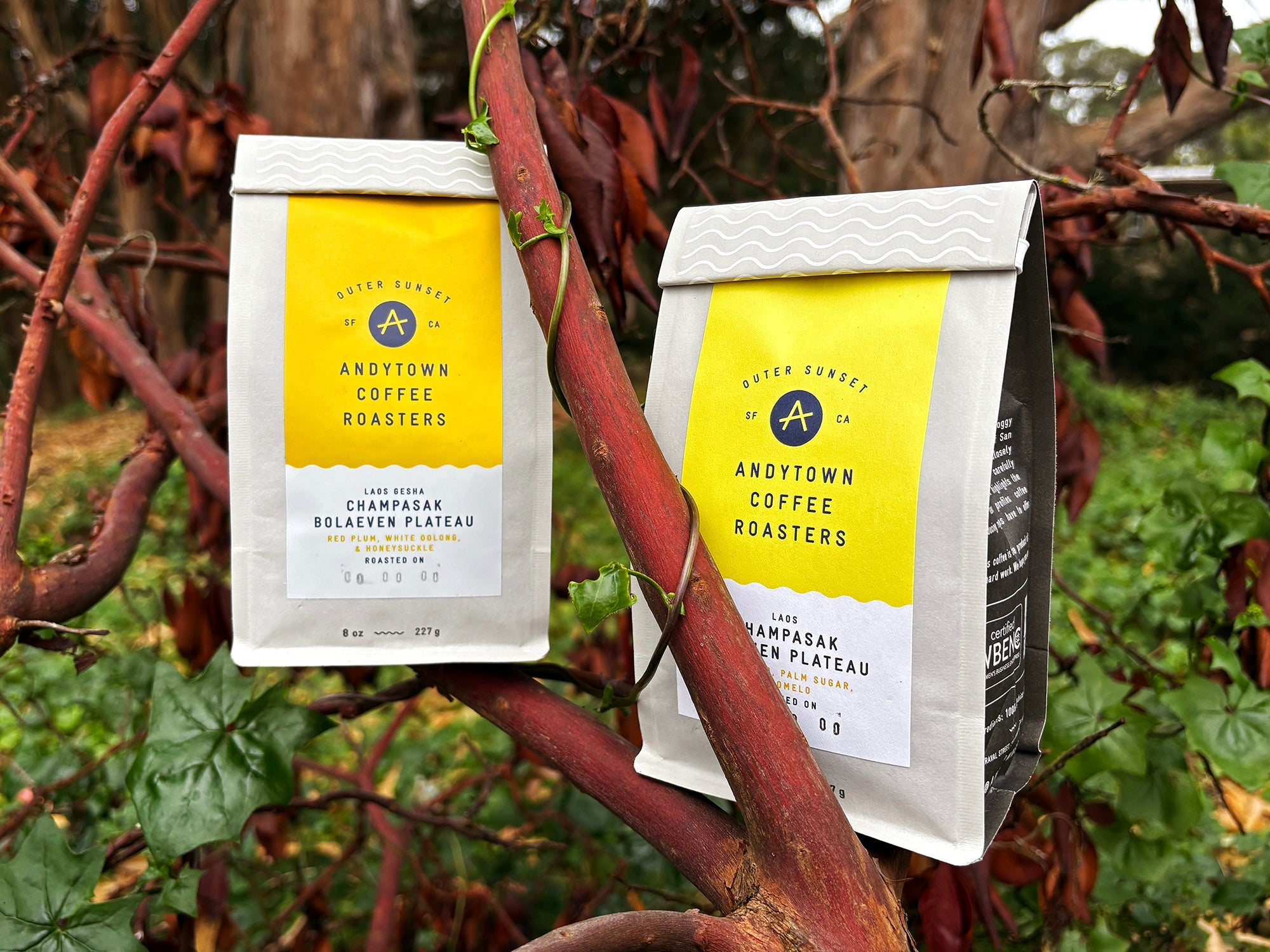 One Origin, Two Expressions: Our First Coffees from Laos