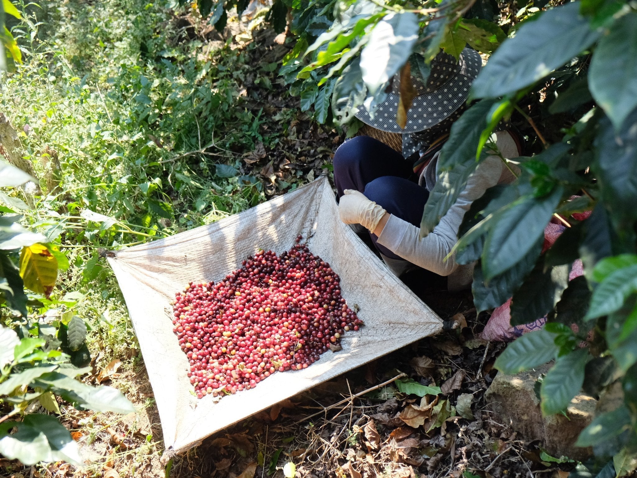 Fresh 2024 Harvest from Mae Kha Jan in Thailand