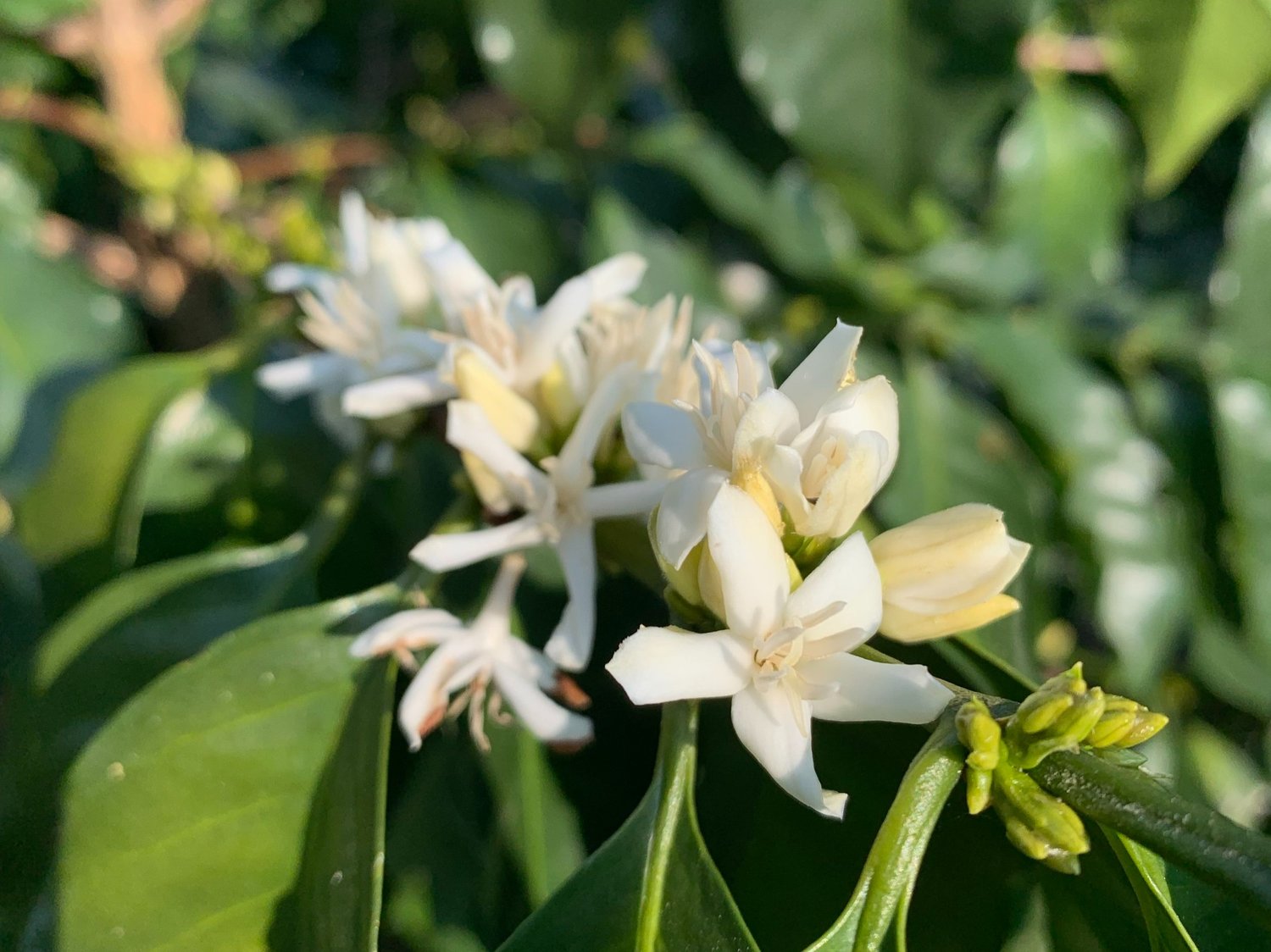 A Classic Ethiopian Coffee from Bedhatu Jibicho