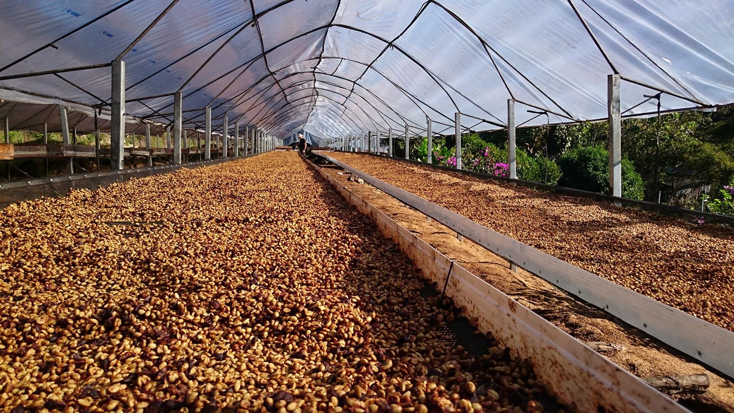 Honey Coffees and Café Rivense Del Chirripó in Costa Rica