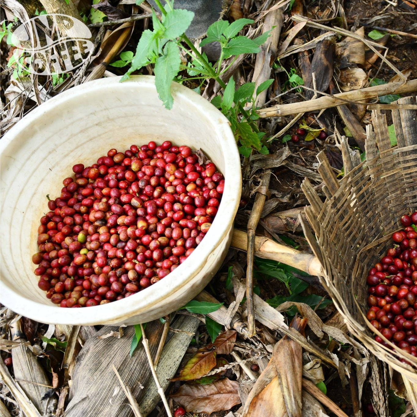 BURUNDI TURIHAMWE