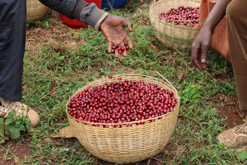Single Origin